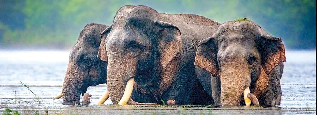 How to See Elephants from Ella Planning a Day Safari to Udawalawe National Park